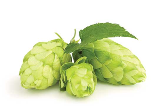 Hops have a mild sedative effect.